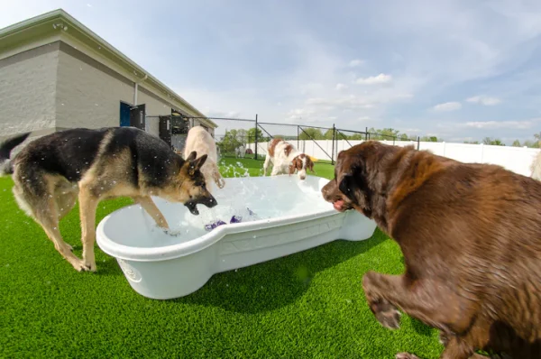 Bone Pool Dog Swimming Pools Dog Bone Pool Deck